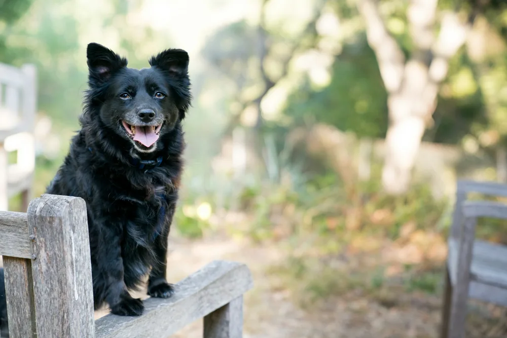 A happy black rescue dog sitting on a wooden bench in the sunshine